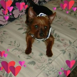 Meet your Posher, Pearl